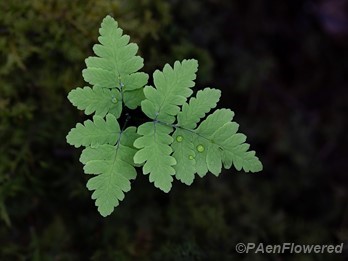 common oak fern